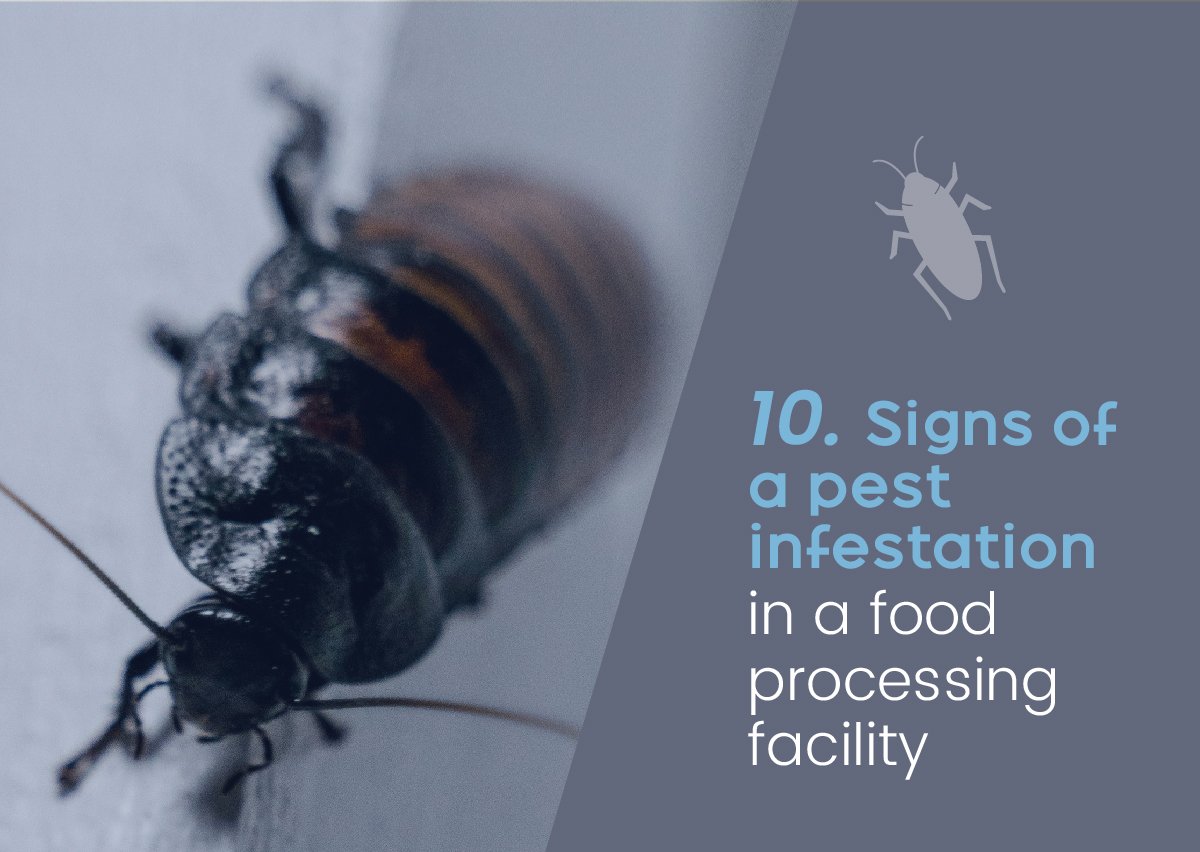 Large Insect Infestation 10 Warning Signs of a Pest Infestation You Should Never Ignore - ASN
